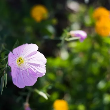 Zoumpouli Village Ferienhaus *